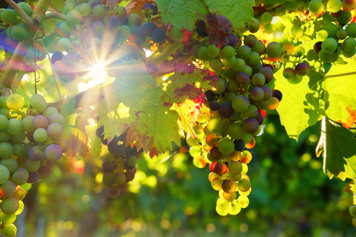 意大利第75个DOCG葡萄酒产区诞生——图鲁姆（Tullum DOCG）