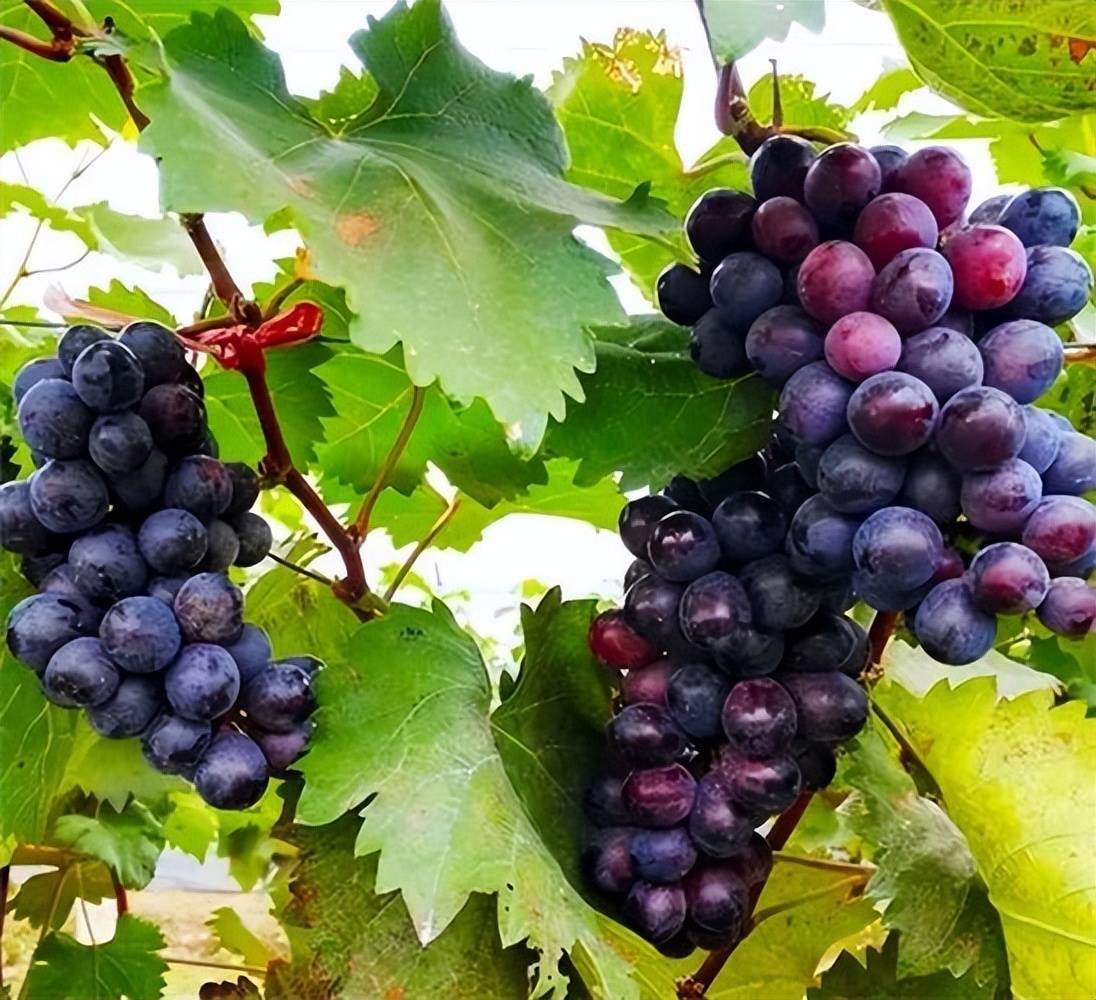 葡萄和提子的区别营养价值（关于葡萄与提子的不同之处）-蔚特号
